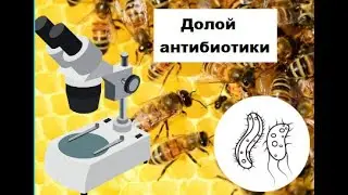Чем заменить антибиотики