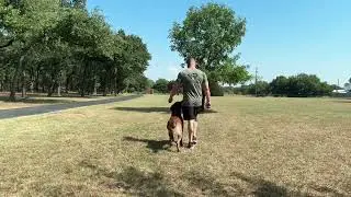K9 Aybo fully trained malinois protection dog doing some obedience