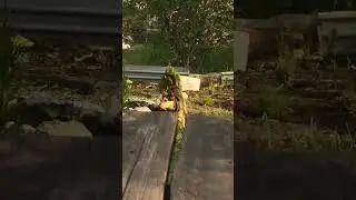 милая собака на что то смотрит
