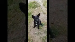 Ищем мам и пап 🐶