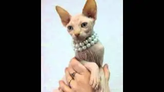 Кошки. Собачки. Канадский сфинкс. Часть 2