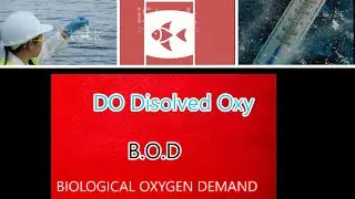 Dissolved Oxygen & Biochemical Oxygen Demand WHY WE NEED TO KNOW