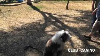 ENTRENAMIENTO CANINO EN CIUDAD SATÉLITE