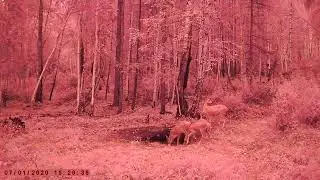 СИБИРСКАЯ КОСУЛЯ В ДОЖДЬ ФОТОЛОВУШКА