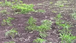 Помидорчики  прижились