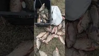 поставил сети на карася весной