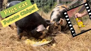 Piggy Pig Snack Attack: Potato Chips