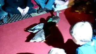 The Peabody Ducks