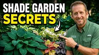Perennials I'll ALWAYS Use In Shade After 25 Years of Landscaping!