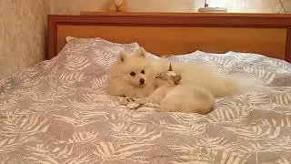 Рудди и Чикса  Это любофф!