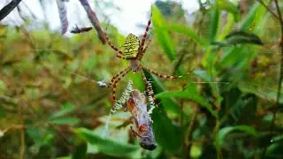 සොබාදහමේ ලස්සන සුන්දරත්වය/Beatiful creation of nature