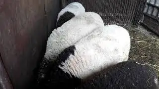 Mating sheep: how and when to do it (Dorper cross)
