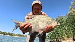 Лещ на фидер. Хорошая рыбалка на Дону