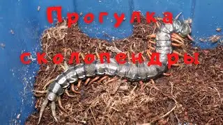 ПРОГУЛКА СКОЛОПЕНДРА