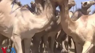 بازار شتر برای قربانی در عید قربان در مصر