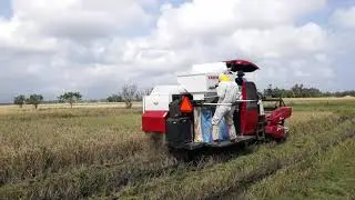 Harvest Time in the Farm(1)