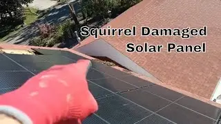Squirrels Damage Solar Panel | Critter-Proof Solar Panels