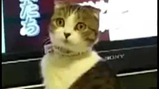 The Most Dramatic Cat Ever!