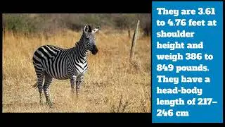 Northern Giraffe vs Plains Zebra