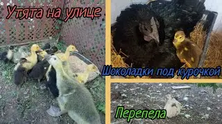 Выселил перепелов к фазанам. Начался вывод шоколадных утят. Утят вынес на улицу.