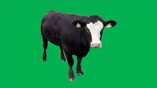 Green Screen Effect - Animals - Cow - FiazKhadmi