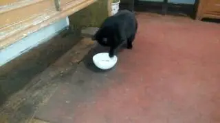 кот гурман и сметана