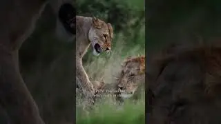 King queen moments #kruger #animals #hyena #cheetah #wildlife #lion #migration #leopard #bear #wolf