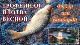 Трофейная плотва весной Фидер или бомбарда