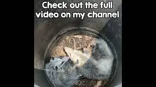 A Hillbilly And A Redneck Rescue 2 Wild Animals #shorts