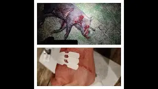 #Cali__Bowhunter Pig Hunt 2021