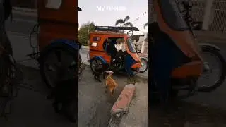 Talented Goat #shortsvideo #iq #funny #funnyprank #shortvideo #comedy #funniestpranks