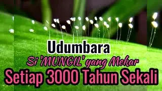 WOW !!! 'Si Cantik' yang Mekar Setiap 3000 Tahun Sekali