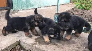 For sale! German Shepherd PUPPIES. Odessa. 050-416-70-87.