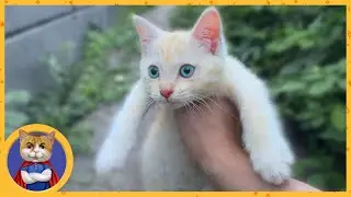 Спасение котёнка - Персика. Он кричал под балконом и лез на стену!