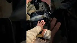 How To Humanely Kill a Squid?!