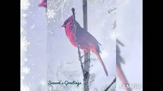 Ann Aria Art Snowy Christmas Collection with Dream Aria Song "Essence"
