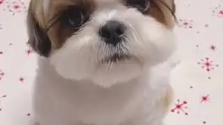 Cutest dog милая собака