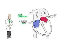 How Does Your Child’s Heart Work?