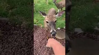 Wild Deer Group Greeted Individually by a Lady