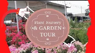 Plant Nursery in Dubai and GARDEN tour and tips 2021