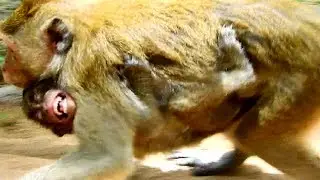 So terrifying !!! Duches fight baby cruelty, Duke screaming till around convulsive , Mum feel sorry