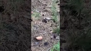 #mushrooms