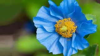 FOR YOU - Giovanni Marradi