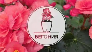 Как посадить бегонию в DECO' Twin - вазон с системой автополива с дренажным картриджем