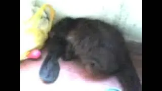 самое плохое видео на ютубе 24