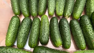 Огурцы. Быстрорастущий сорт. Предложение семян!