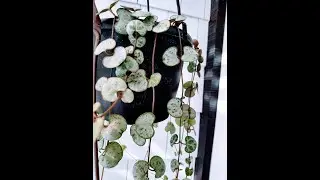 Variegated String Of Hearts and Silver Glory Cuttings Available To Purchase. #Shorts