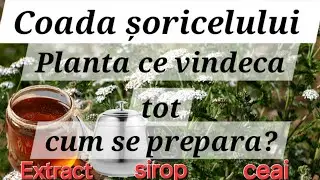 Coada Șoricelului- Planta ce vindeca tot / Rețetă de tinctura și sirop