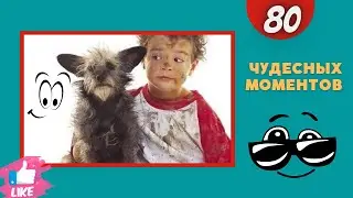 80 чудесных моментов (с участием людей и животных)