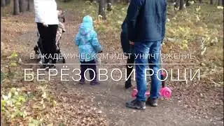 Жители Академического против вырубки Берёзовой рощи